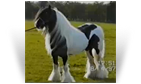 Old Kent Horse